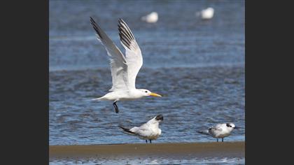 West African Crested Tern
