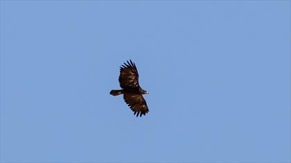 Steppe Eagle
