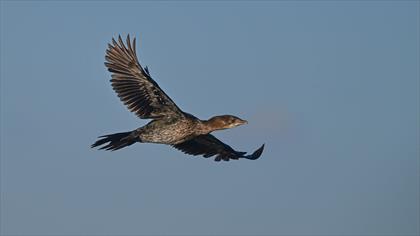 Pygmy Cormorant