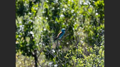 European Roller