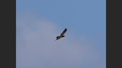 Western Marsh Harrier