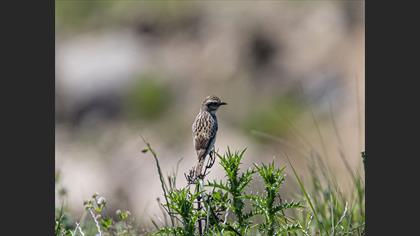 Whinchat