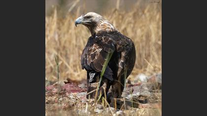 Eastern Imperial Eagle