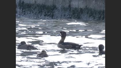 Greater Scaup