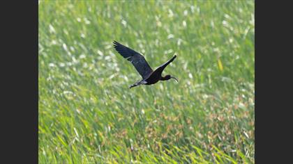 Glossy Ibis