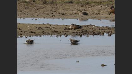 Grey Plover