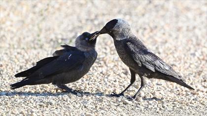 Western Jackdaw