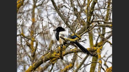 Eurasian Magpie