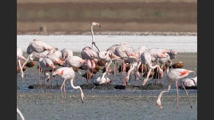 Lesser Flamingo