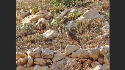 Eurasian Goshawk