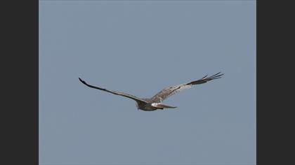 Montagu`s Harrier