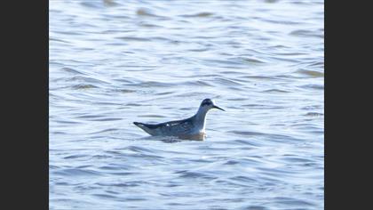 Red-necked Phalarope