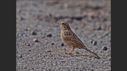 Kaya Kirazkuşu