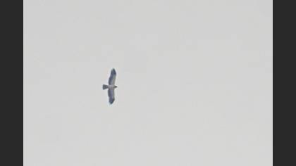 Tanımsız