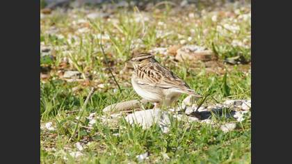 Orman Toygarı