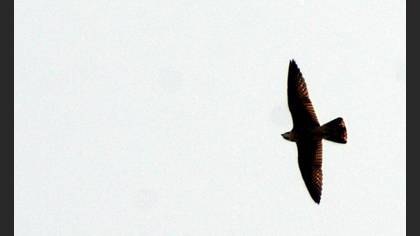 Gök Doğan