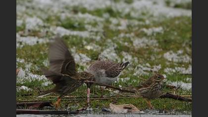Çayır İncirkuşu