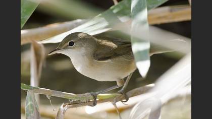 Boz Ötleğen