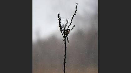 Taşkuşu