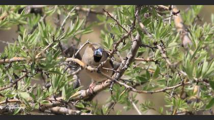 Tanımsız