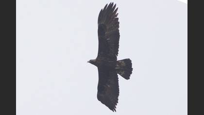 Tanımsız