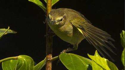 Tanımsız