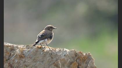 Tanımsız