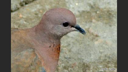 Küçük Kumru