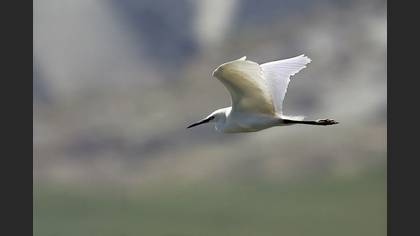 Tanımsız