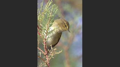 Tanımsız