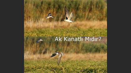 Tanımsız