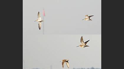 Tanımsız