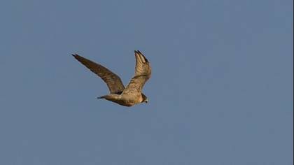 Tanımsız