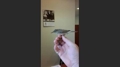 Tanımsız
