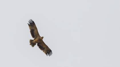 Şah Kartal
