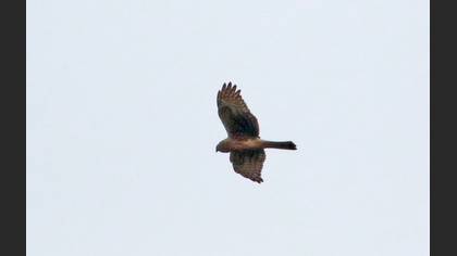 Tanımsız
