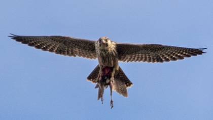 Tanımsız