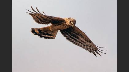 Tanımsız