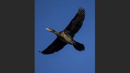 Tanımsız