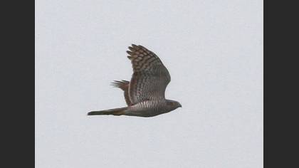 Tanımsız