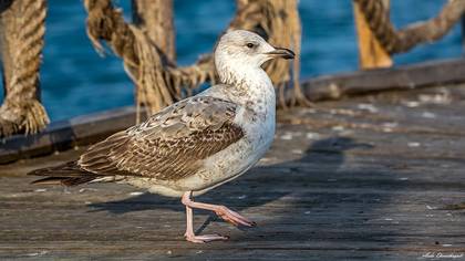 Tanımsız