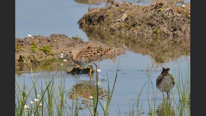 Tanımsız