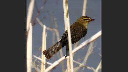 Tanımsız