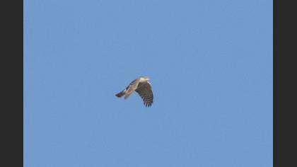 Tanımsız
