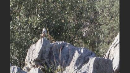 Tanımsız