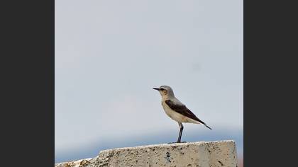 Tanımsız