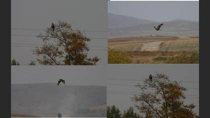 Tanımsız