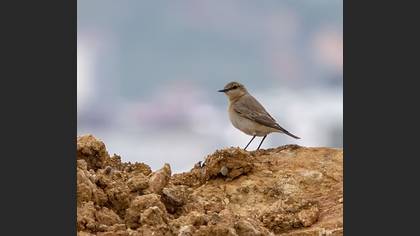 Tanımsız