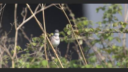 Tanımsız