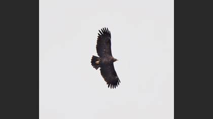 Tanımsız